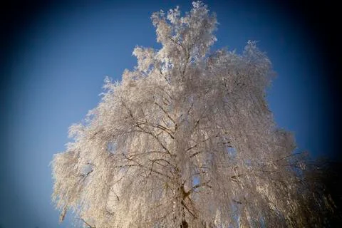 Rime on a tree Stock Photos