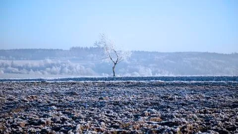 Rime on a tree Stock Photos