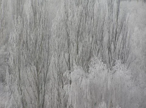 Rime on trees Stock Photos