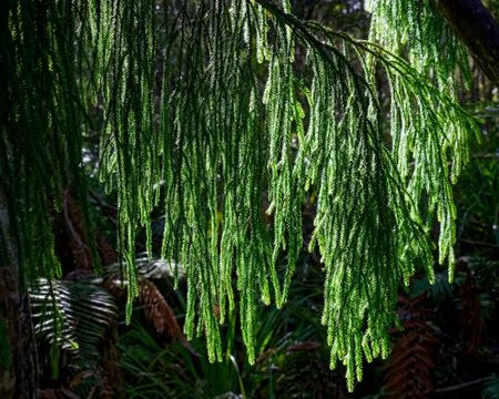 Rimu tree foliage backlit by sunlight, Kahurangi National Park, New Zealand. Stock Photos