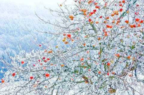Rimy Apple Tree Stock Photos