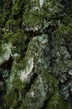 Rind of aged birch tree. Close-up vertical picture Stock Photos