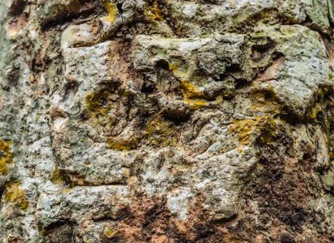 The rind Stock Photos