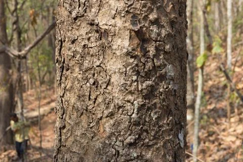 Rind tree Stock Photos