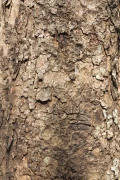 Rind Tree Stock Photos