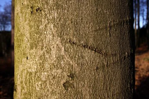 Rinde einer Rotbuche Foto stock