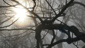 Ring around sun through branches Video stock 85816556