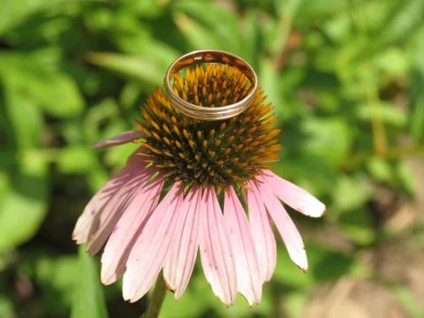 The ring at the barbed flower 写真素材
