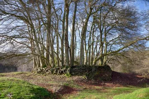 Ring of beech trees Stock Photos