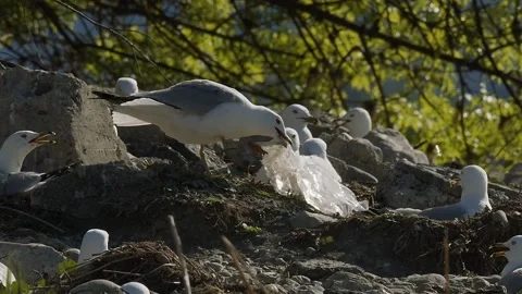 Ring-billed gull, bird, with plastic bag garbage on foot, trash,  Stock Footage 154143202