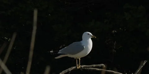 Ring-billed gull with black background, 2k Stock Footage 154557461
