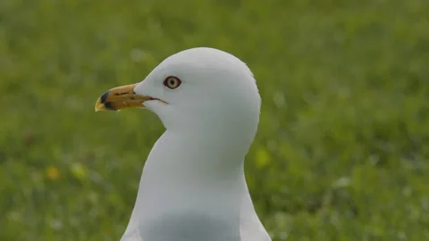Ring-billed gull close-up of head from rear and side showing eye, 4k Stock Footage 221288343