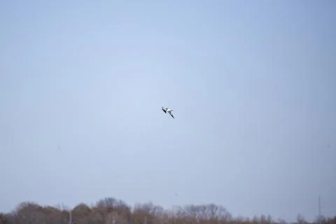 Ring-Billed Gull in Flight Stock Photos