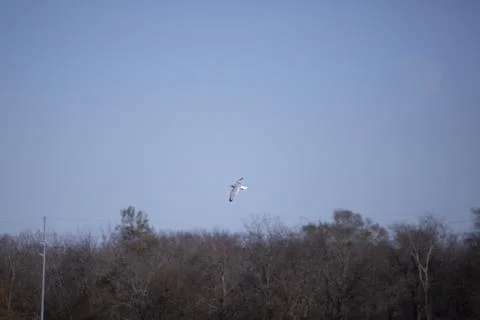 Ring-Billed Gull in Flight Stock Photos
