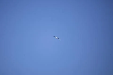 Ring-Billed Gull in Flight Stock Photos