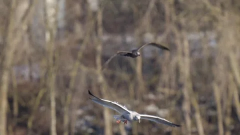 Ring-Billed Gull Flying then Dives in River and Catches Fish Stock-Footage 277174446