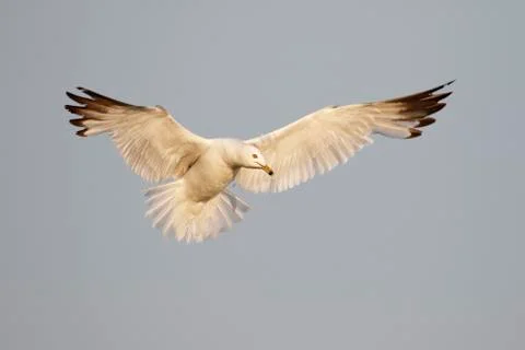 Ring-billed Gull hovering over a Lake Huron beach Stock Photos