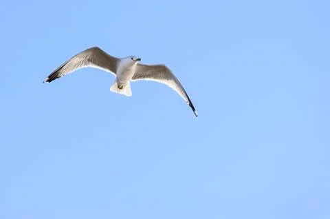 Ring-billed Gull overhead Stock Photos