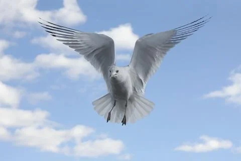 Ring-billed gull Stock Photos