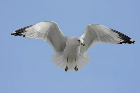 Ring-billed gull Stock Photos