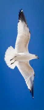 Ring billed gull Stock Photos