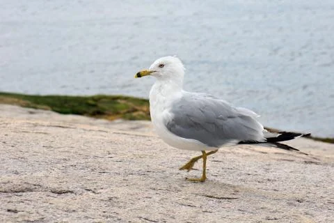 Ring-billed gull Stock Photos