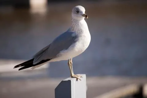 Ring Billed Gull Stock Photos