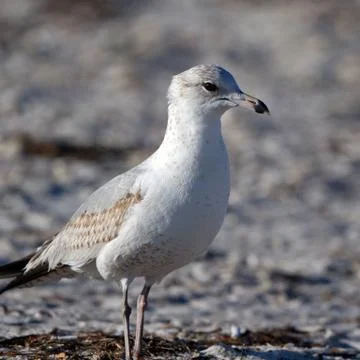Ring-billed Gull Stock Photos