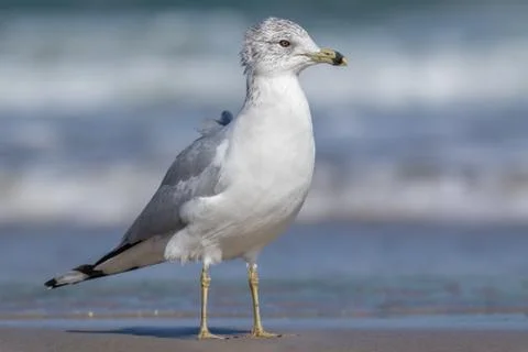 Ring-billed Gull Stock Photos