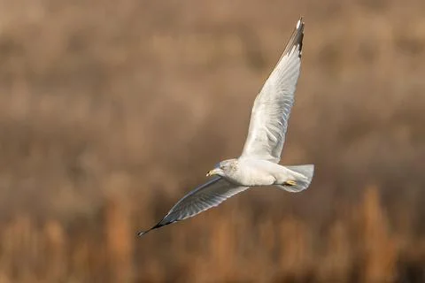 Ring-billed Gull Stock Photos