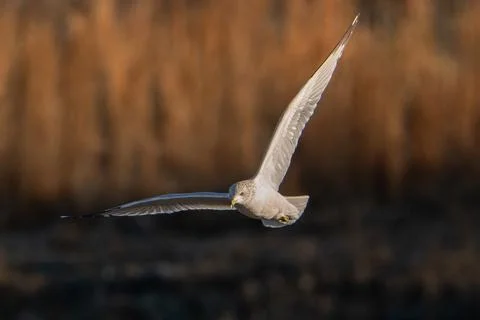 Ring-billed Gull Stock Photos