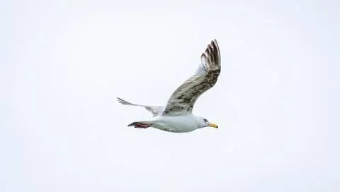 Ring Billed Gull Stock Photos