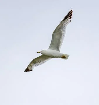 Ring Billed Gull Stock Photos
