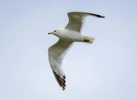 Ring Billed Gull Stock Photos