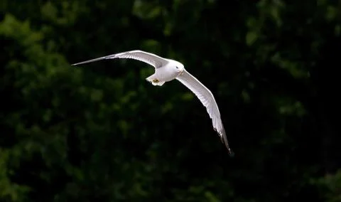 Ring Billed Gull Stockfoto's