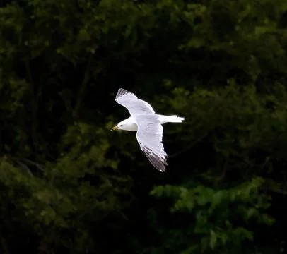 Ring Billed Gull Stock Photos
