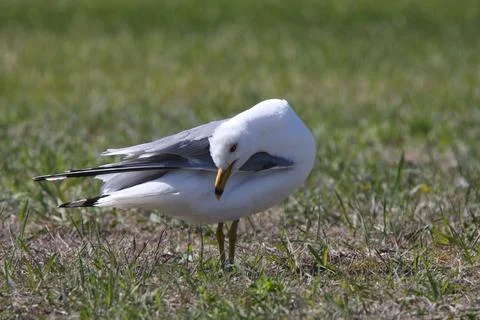 Ring billed Gull preening itself Stock Photos