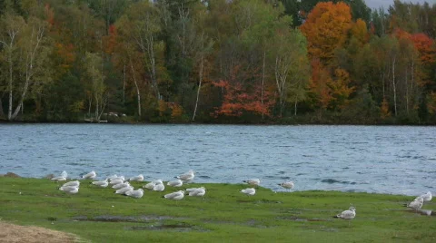 Ring billed gull roosting Stock Footage 267809