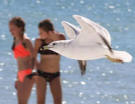 A ring billed gull soars along the waterline on St. Petersburg, Florida, USA, Stock Photos