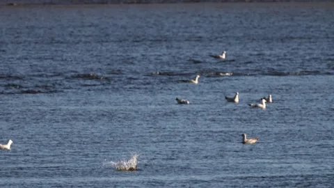 Ring-Billed Gulls Diving into River and Catching Fish Stock-Footage 277173858