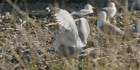 Ring-billed gulls mating, copulating in island colony, 2k Stock Footage 154557933