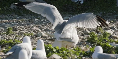 Ring-billed gulls mating in midst of colony, 2k Stock Footage 154557921
