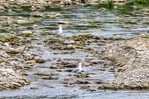 Ring Billed Gulls Stock Photos