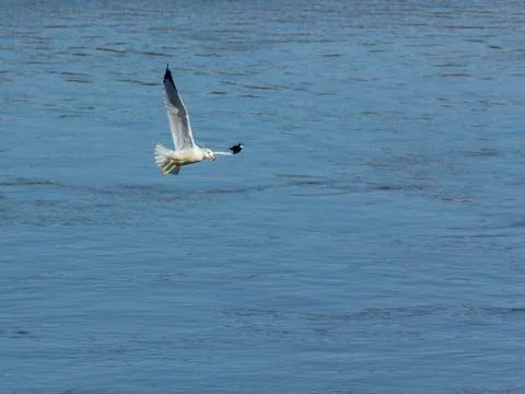 Ring billed seagull with fish Stock Photos