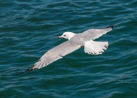 Ring-billed seagull Stock Photos