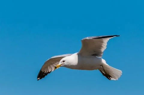 Ring-billed seagull Stock Photos