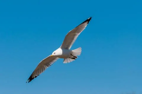 Ring-billed seagull Stock Photos