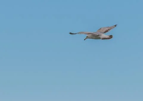 Ring-billed seagull Stock Photos