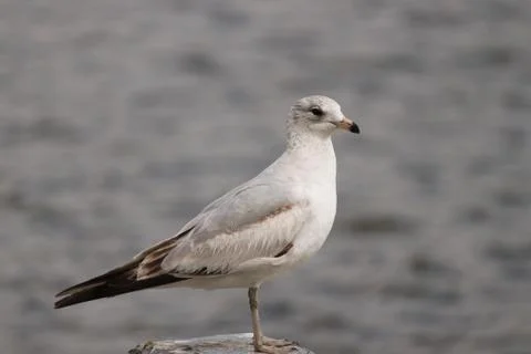 Ring Billed seagull Foto stock