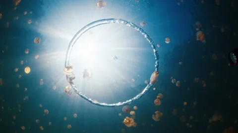 Ring bubble moves underwater in the lake full of jellyfish Stock Footage 311866959